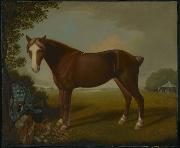Portrait of a Horse unknow artist